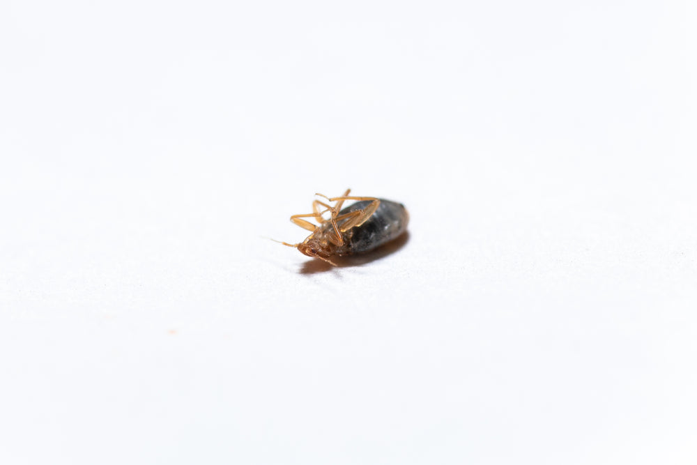 When Do Bed Bugs Die?