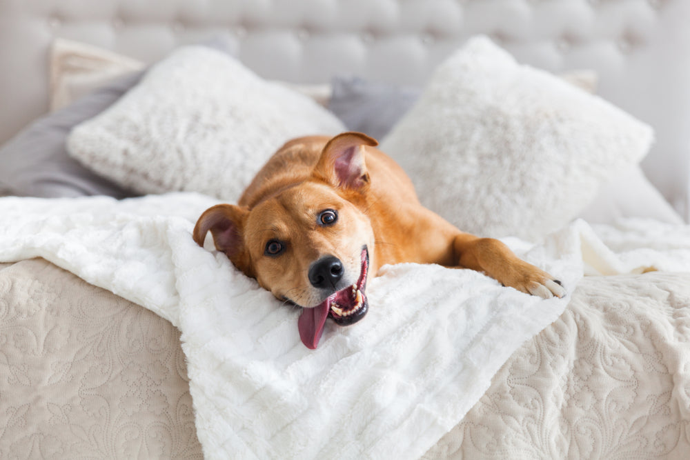 When is the best time to buy sofa bed for your dogs?