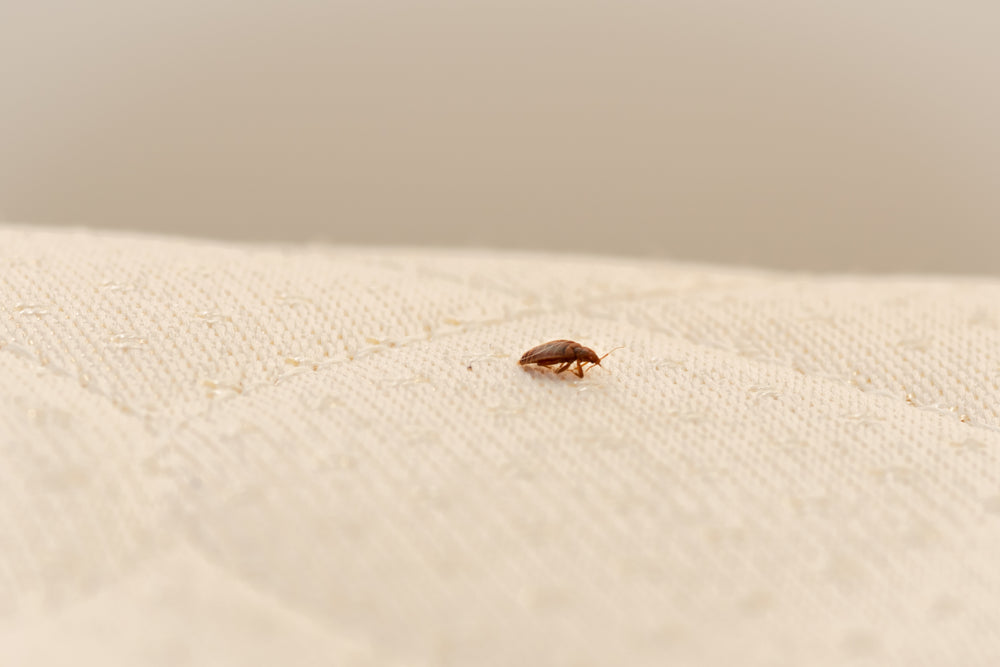 Where Bed Bugs come From?