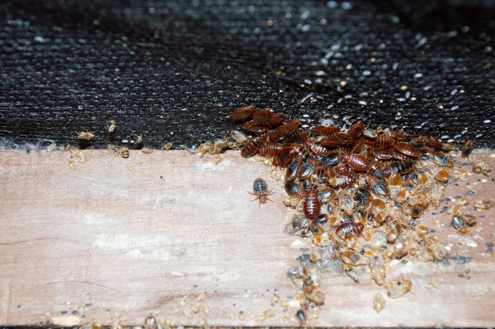 How Do Bed Bugs Reproduce?