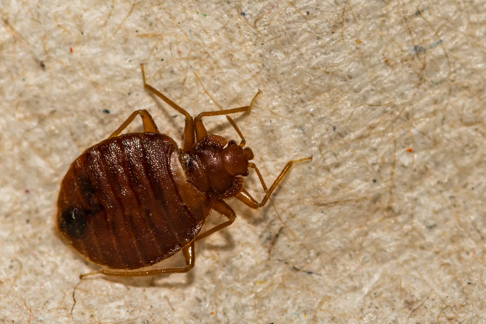 Will Bed Bugs Die On Their Own?