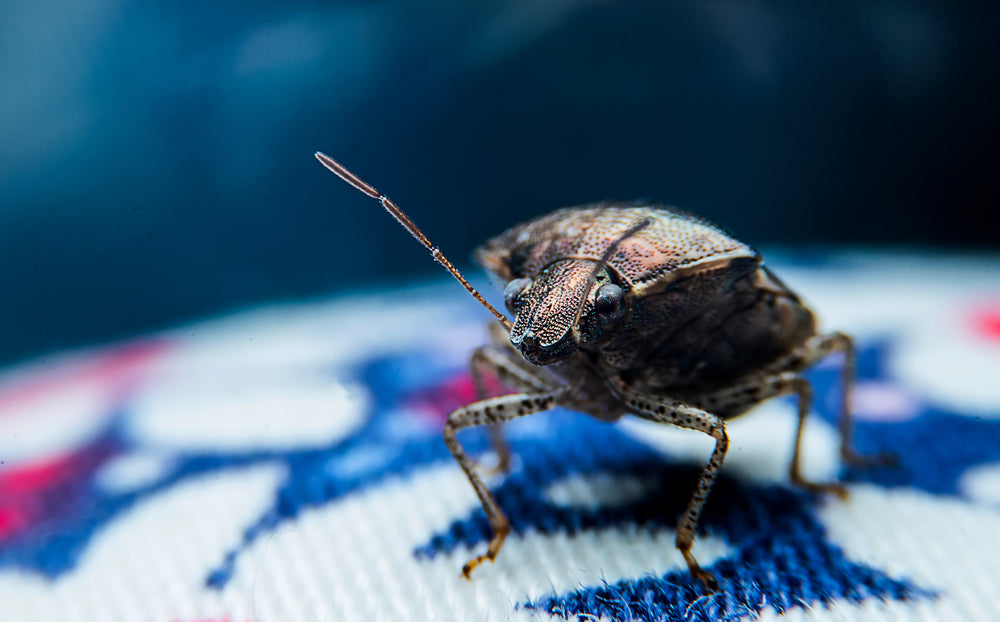 Can Bed Bugs Fly?