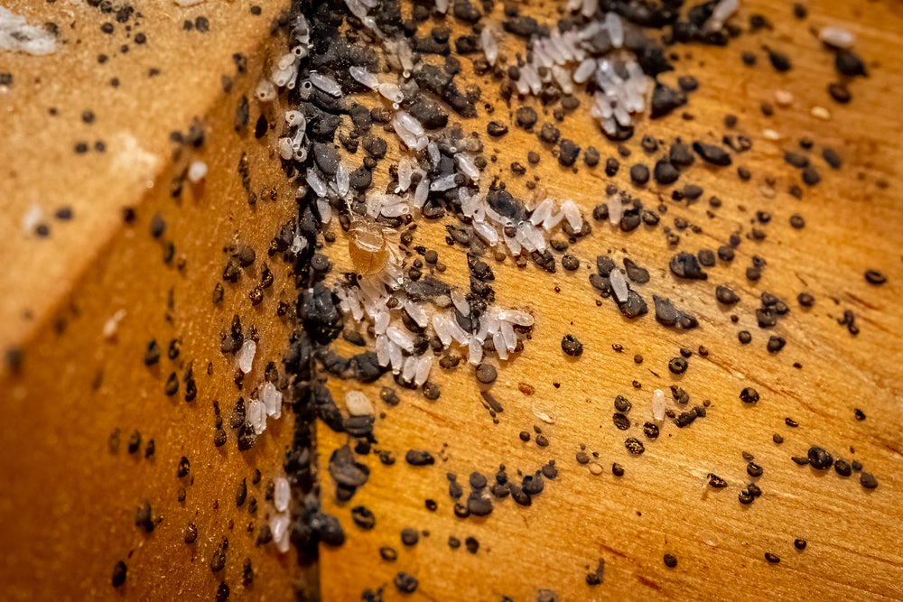 What Do Bed Bug Eggs Look Like?