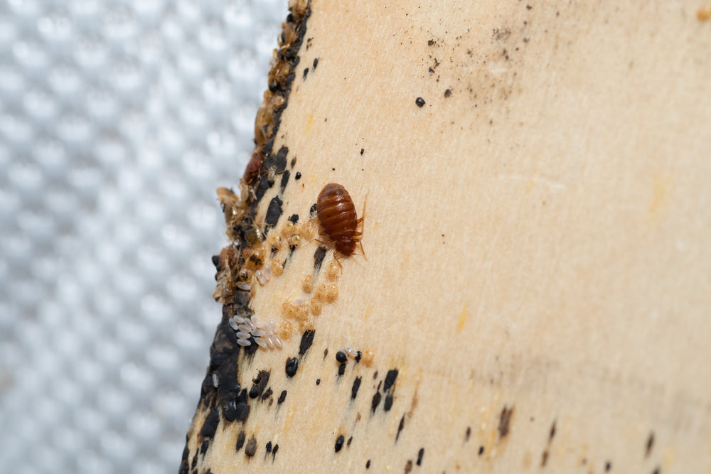 Where do bed bugs hide?