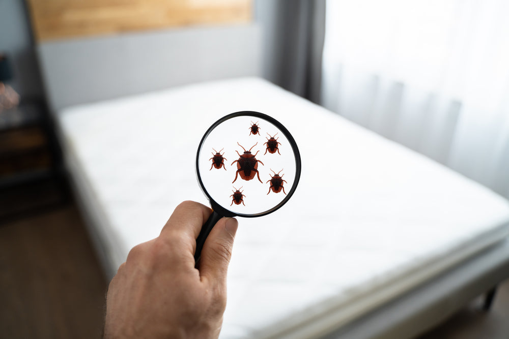 Are bed bugs contagious?