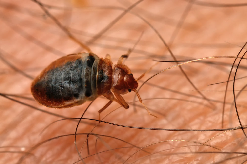 Will bed bugs bite your face?