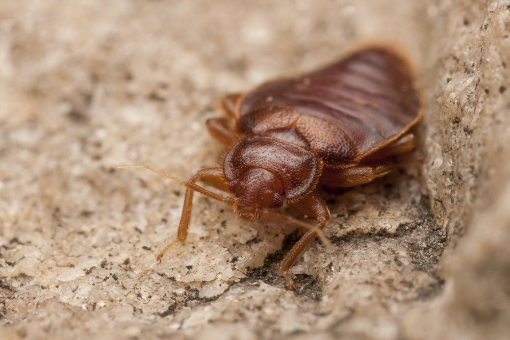 What Do Bed Bugs Look Like?