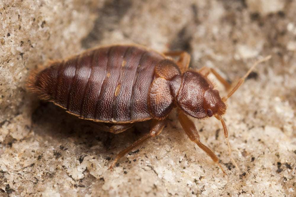 Do bed bugs bite every night?