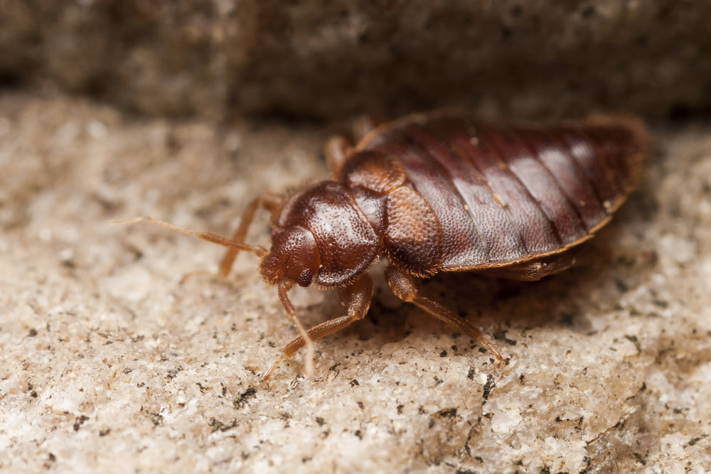 What Do Bed Bugs Look Like?