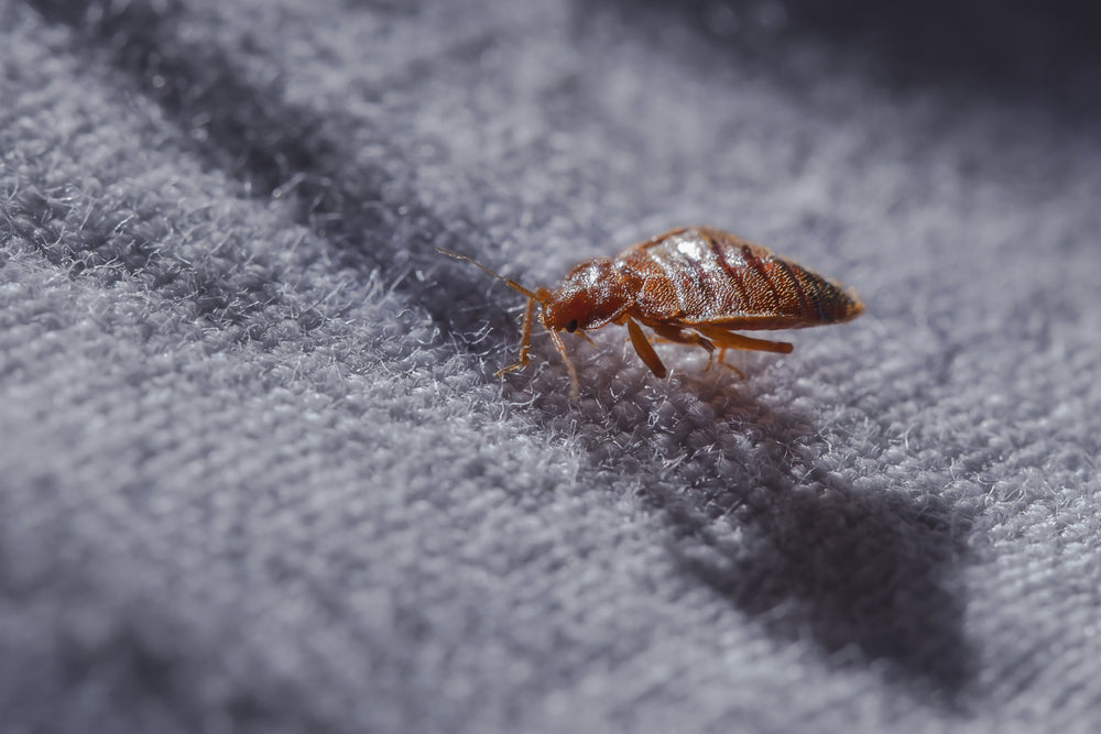 How can bed bugs come into the home?