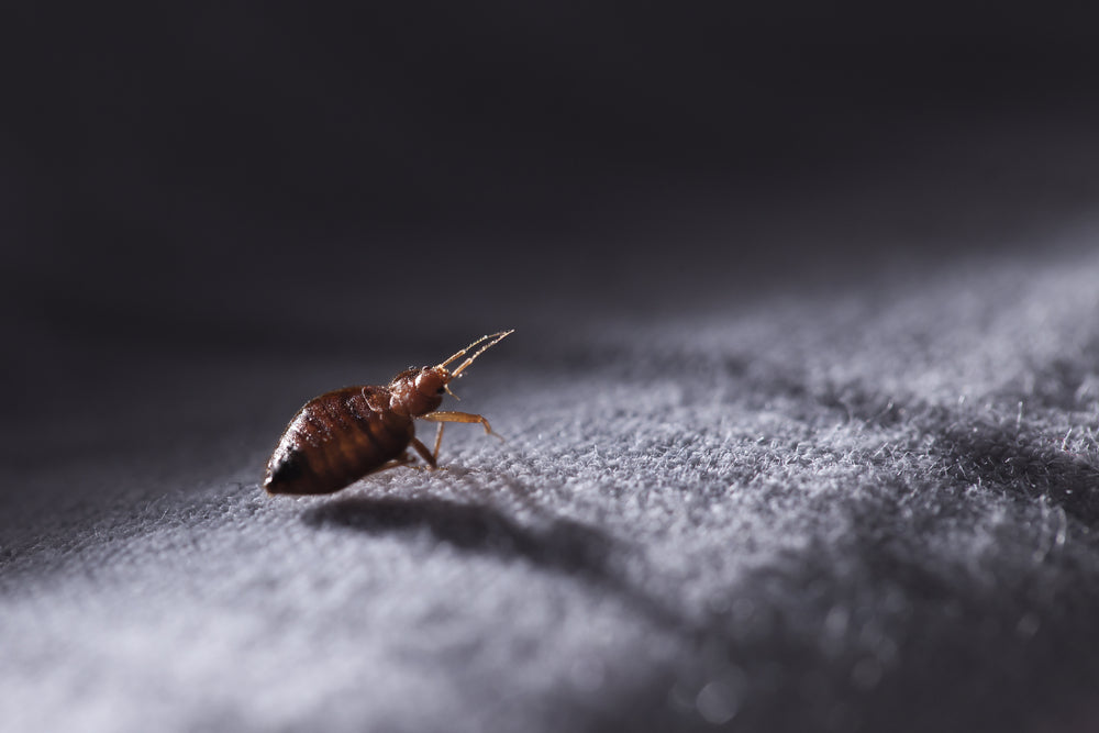 What Happens When Bed Bugs Bite?