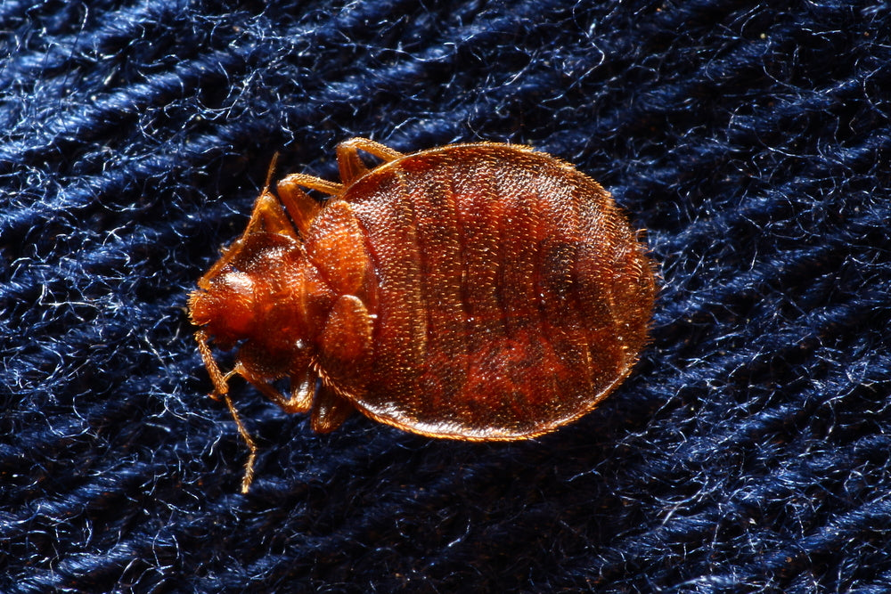 Why Do Bed Bugs Only Bite Me?