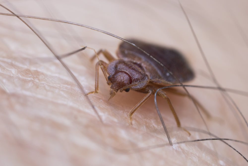 bed bug on skin