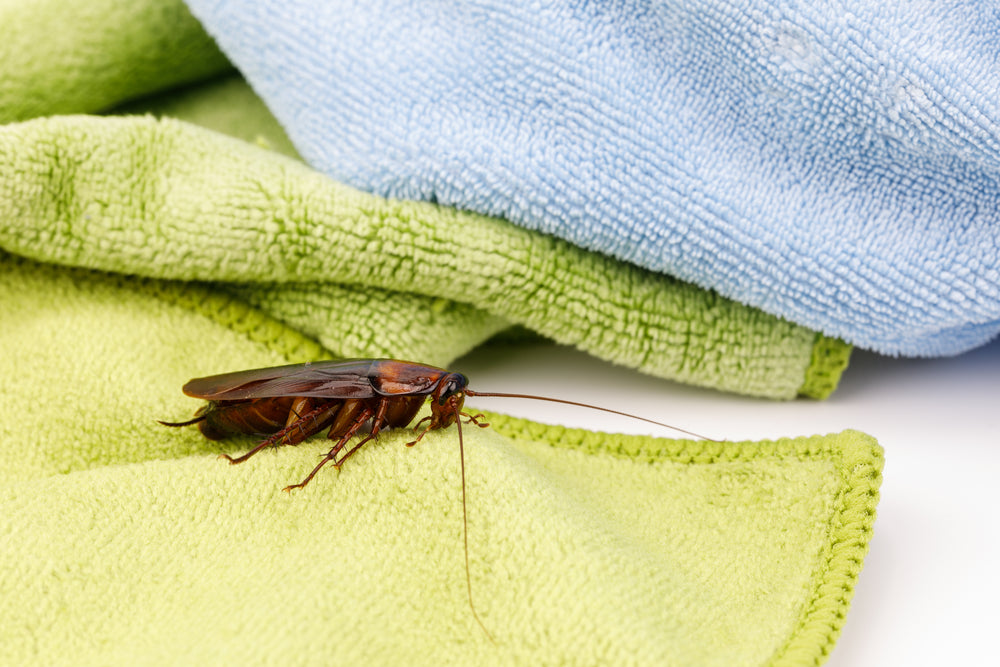 Can Bed Bugs Live in Clothes?